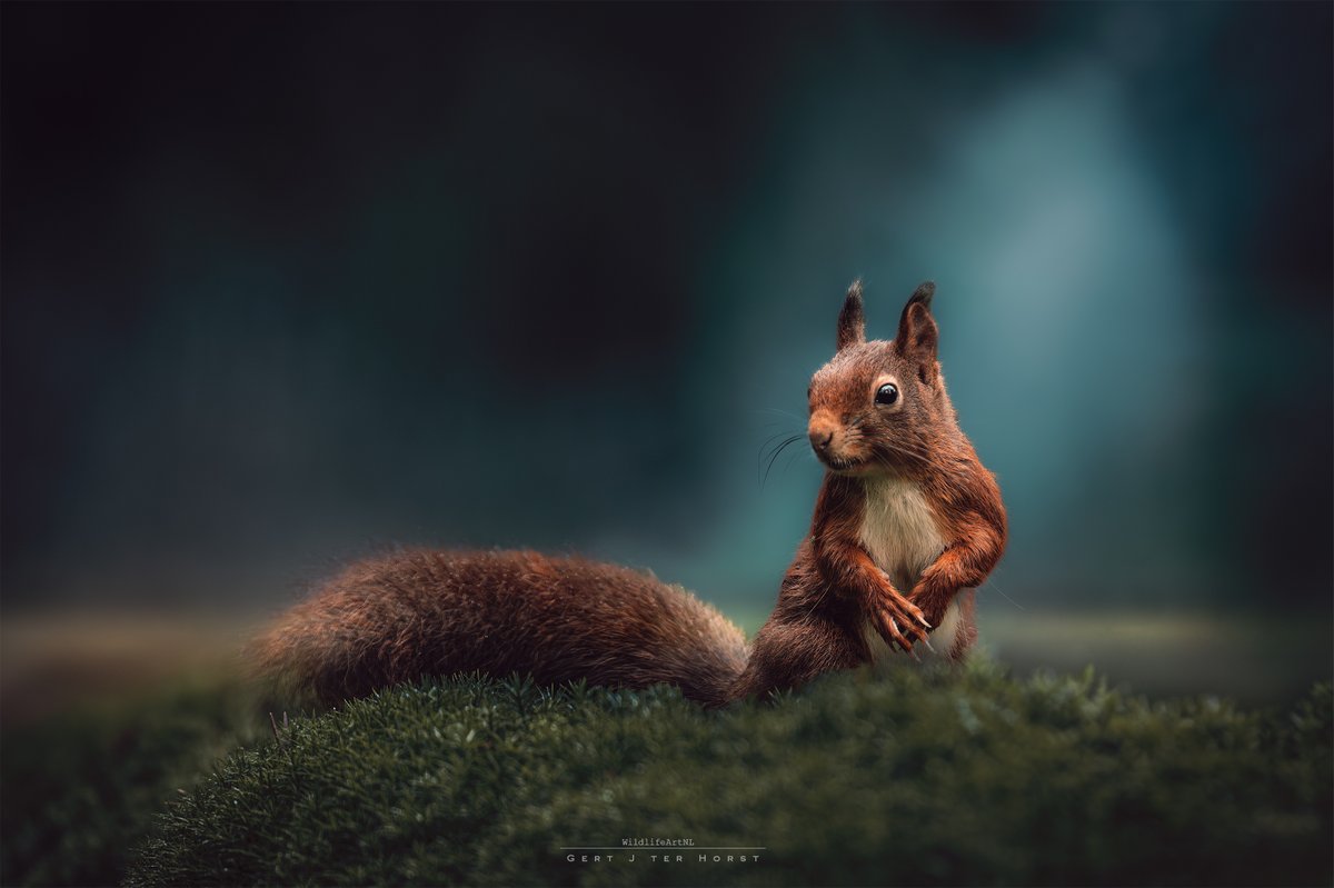 🤩Een prachtige foto van deze eekhoorn! 💥De focus ligt mooi op het beestje en de belichting en kleuren zorgen voor een bijzondere sfeer.💫
Gefeliciteerd Gertj123 met deze Foto van de Dag!🏆

Bekijk meer mooie foto's op: zoom.nl/profiel/gertj1…