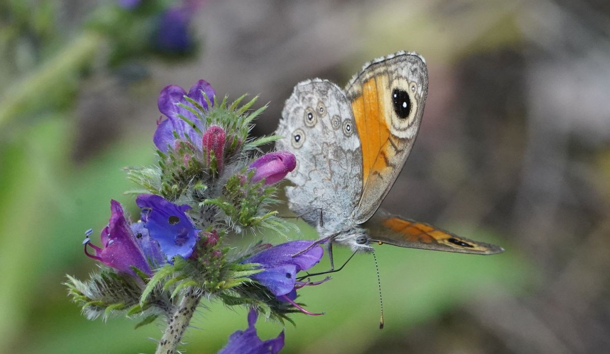 happy new year and hoping to find more wall browns this year, such a beautiful butterfly <a href="/savebutterflies/">Butterfly Conservation 🦋</a> <a href="/Mariposa_Nature/">Mariposa Nature Tours</a>