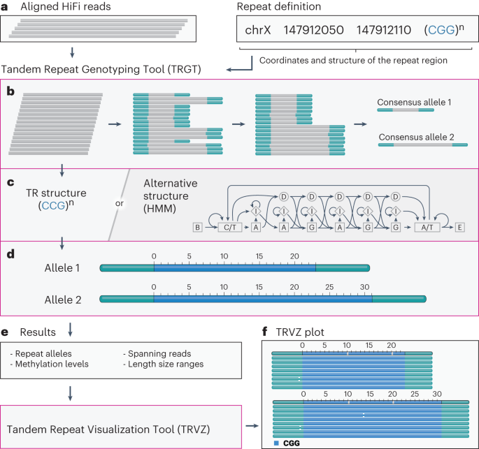 Characterization and visualization of tandem repeats at genome scale go.nature.com/3TKX7FF
