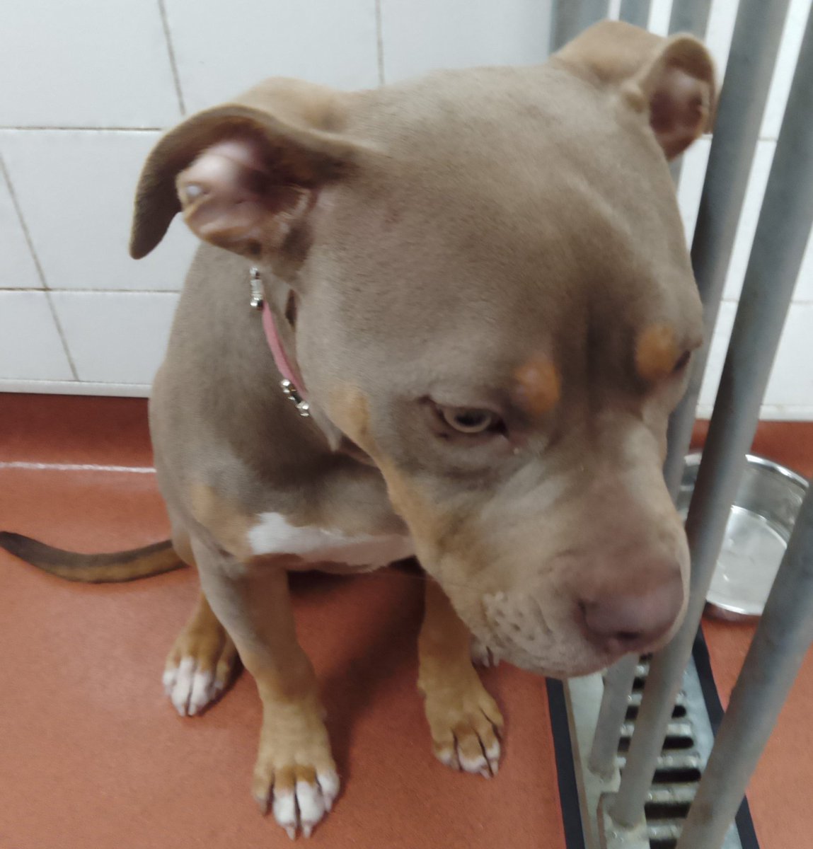 Very urgent, please retweet to HELP FIND THE OWNER OR A RESCUE SPACE FOR THIS FOUND/ABANDONED DOG #BECKENHAM #BROMLEY #LONDON #UK This sad soul was found on 29 December. Female, chip not registered, description says Bully x small ? Now in a council pound, if she is a Bully…