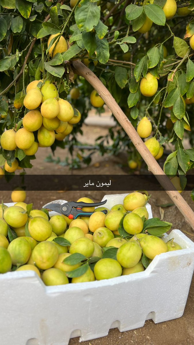 المشتل الإلكتروني tweet media
