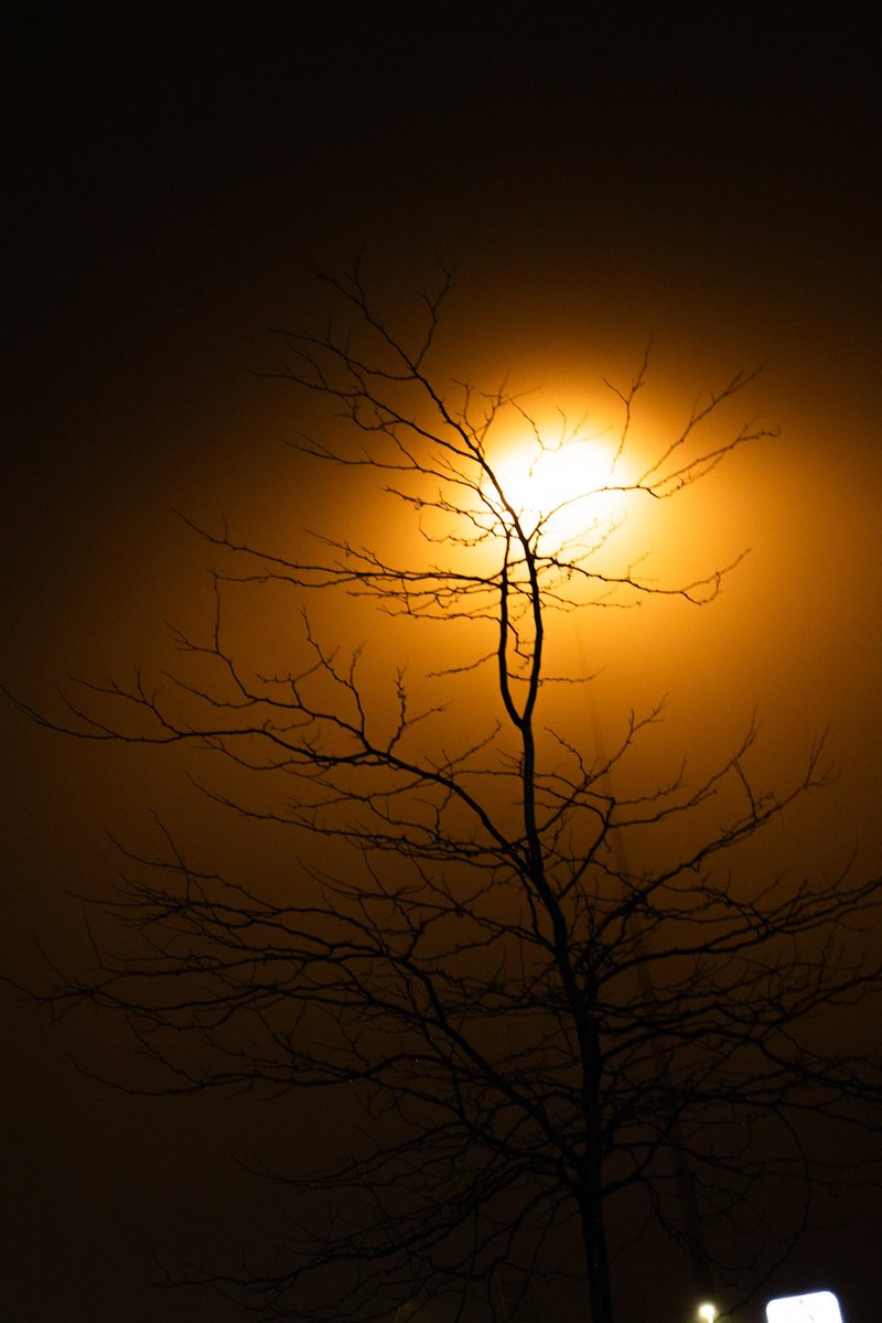 Rosè// 🇵🇸 tweet media