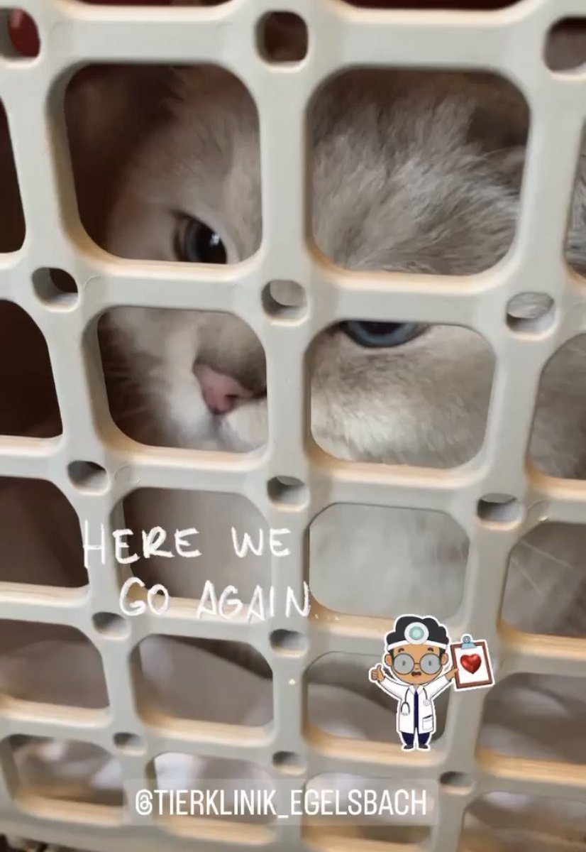 Vet visit no. 6 within 3 weeks 😿 hopefully the last one. They shaved my belly today. Not happy 😾
#CatsOfTwitter #Katzen