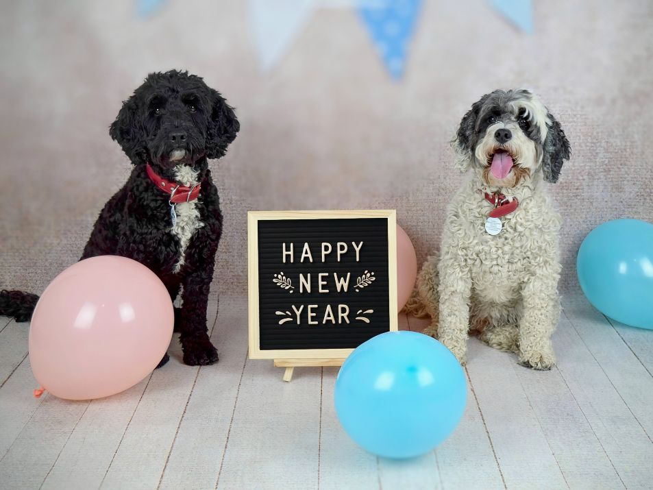 HAPPY NEW YEAR! 🥳
May you and your dogs feel enlightened and enriched and happy in 2024!
I am making a few changes to how Animal Evalution is run and I'm very excited to see what happens in our TENTH YEAR 🤯🥳