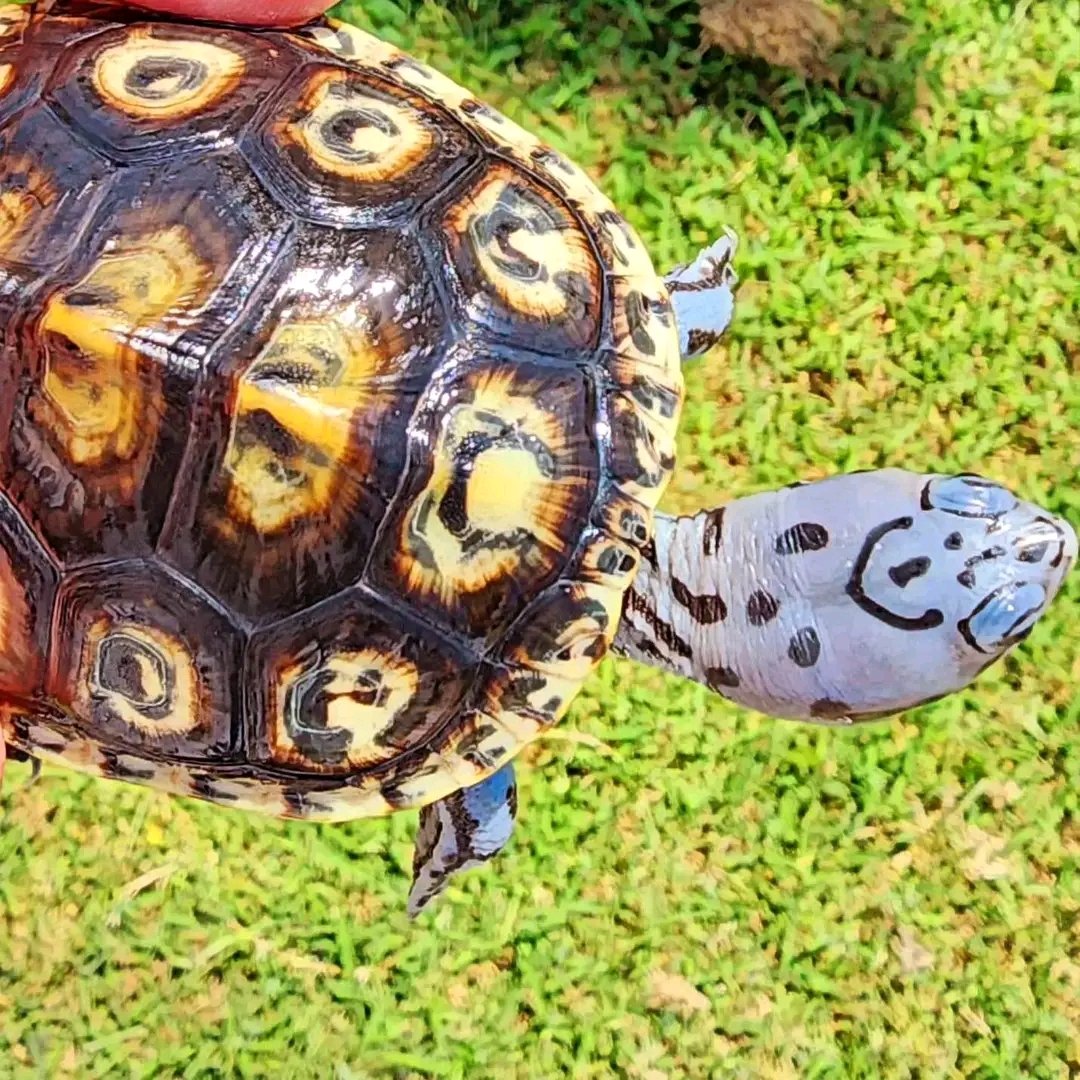 tortoise_loveer's tweet photo. Happy New Year everyone!
.
.
.
.
#diamondbackterrapins #lovelyanimals #pets #hobbies #swimmingpets #akoyaproject #aquariumhobby #beautiful #captivebred #coldbloodedpets #concentricdiamondbackterrapin #fishtank #Koi #pond #waterpets https://t.co/KHa88t7FvY