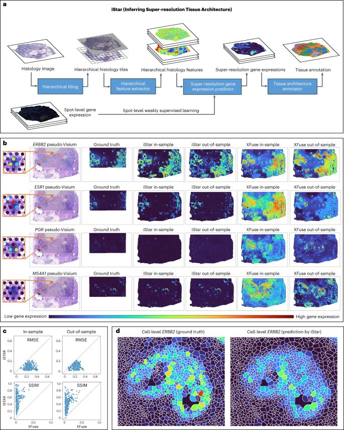 Inferring super-resolution tissue architecture by integrating spatial transcriptomics with histology go.nature.com/47m0Mgk