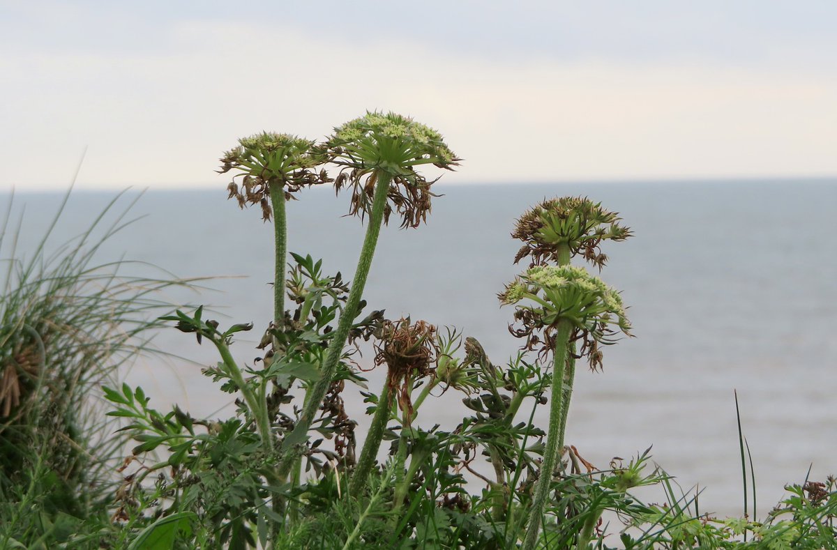 Wildwingsand's tweet photo. I came out of semi-retirement again yesterday to take part in #NewYearPlantHunt and found 48 species in flower in Sidmouth, Devon. Here's a few scenic shots including Gorse at the 'famous' bus stop. @BSBIbotany https://t.co/FNmZ0gUiVq