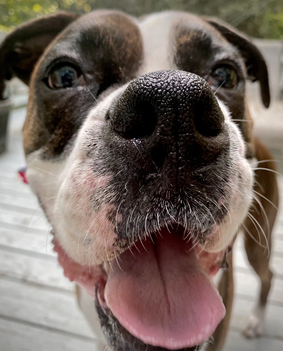 waterfallsrus's tweet photo. Gunner hopes you have a really good Tuesday (Tongue Out Tuesday) ❤️ Happy 2024!
#BOOP #TOT #DogsofTwitter #BoxerDog #FirstPostof2024 #DogsofX #TongueOutTuesday https://t.co/Ts3FqqgAWF