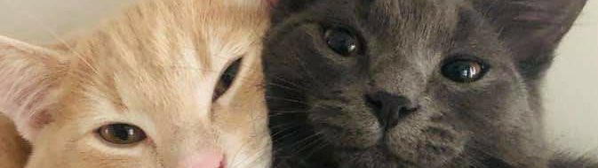 chwrrystudy's tweet image. 🔎 :: #studytwt #studytwtbr

🍒 | rafa (she/her - ela/dela)
🍒 | 17 anos
🍒 | foco: medicina UFS ou UNITSE
🍒 | eng / pt
🍒 | infj • sco