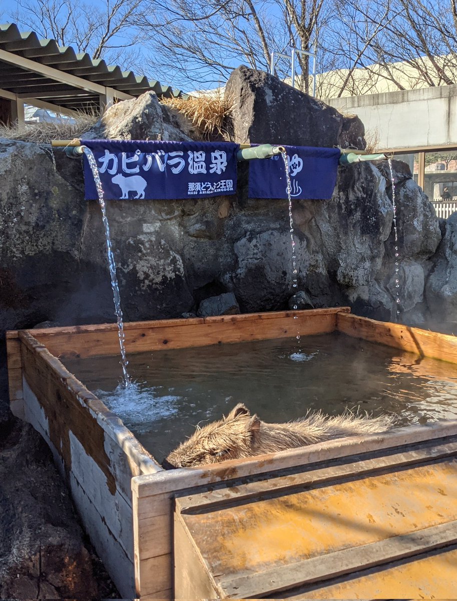brando_themando's tweet photo. Japan is off to a rough start this year so here are some pics from Nasu Animal Kingdom to brighten things up a bit.

悲しいニュースが相次いでいるので那須どうぶつ王国で撮った写真を投稿したくなりました。 https://t.co/qdZR2dIJ9M