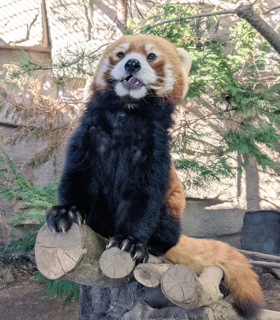 brando_themando's tweet photo. Japan is off to a rough start this year so here are some pics from Nasu Animal Kingdom to brighten things up a bit.

悲しいニュースが相次いでいるので那須どうぶつ王国で撮った写真を投稿したくなりました。 https://t.co/qdZR2dIJ9M