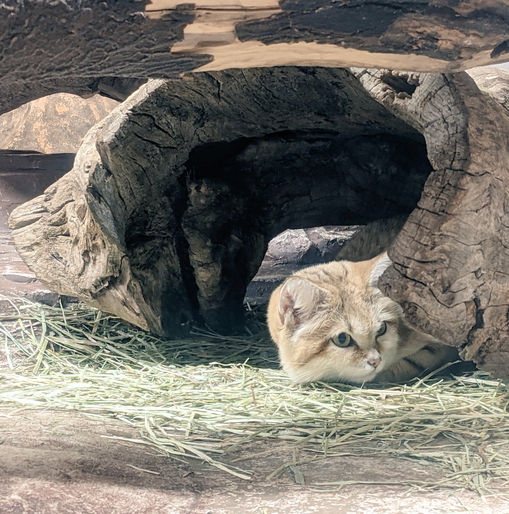brando_themando's tweet photo. Japan is off to a rough start this year so here are some pics from Nasu Animal Kingdom to brighten things up a bit.

悲しいニュースが相次いでいるので那須どうぶつ王国で撮った写真を投稿したくなりました。 https://t.co/qdZR2dIJ9M