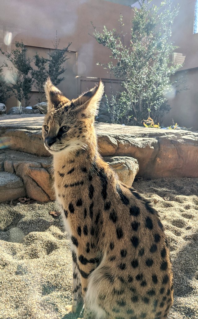 brando_themando's tweet photo. Japan is off to a rough start this year so here are some pics from Nasu Animal Kingdom to brighten things up a bit.

悲しいニュースが相次いでいるので那須どうぶつ王国で撮った写真を投稿したくなりました。 https://t.co/qdZR2dIJ9M