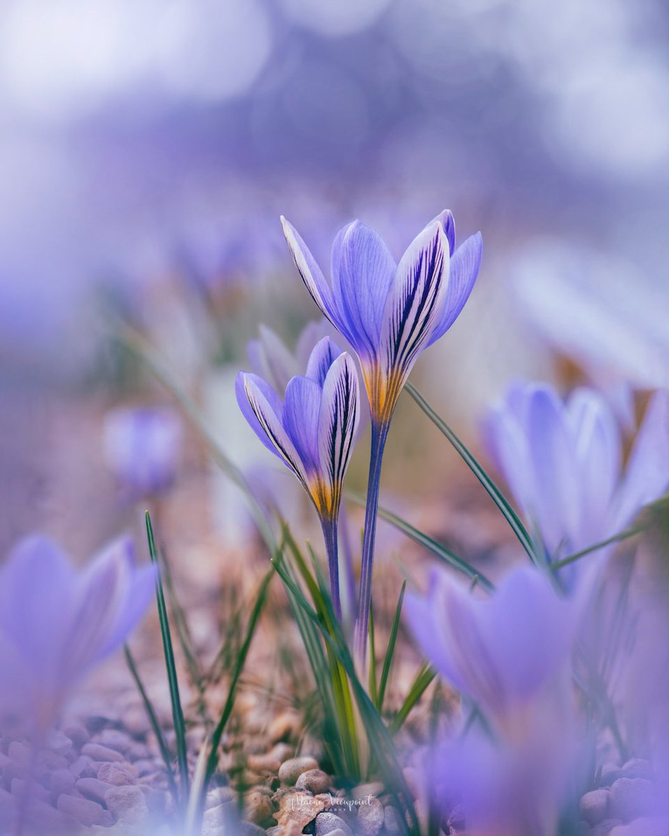 MacroViewpoint's tweet photo. @SonyAlpha Definitely more moody and dreamy flowers! The a7 IV &amp; 90mm 2.8 is my go-to setup for most of my photos 💜 https://t.co/7HOv90uBKr