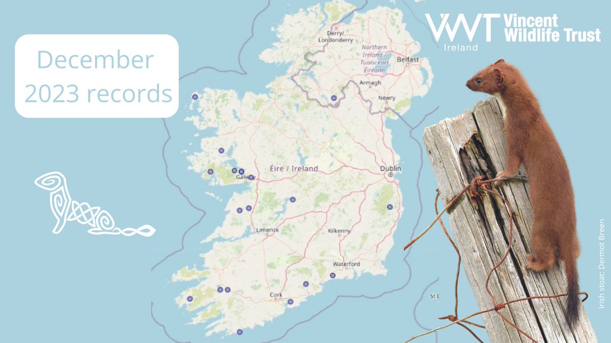 Thanks to #citizenscientists 19 records of Irish stoat were submitted in Dec '23, and a total of 450 records were submitted throughout 2023 👏

@cedarnmni
@BioDataCentre 

If you've seen an Irish stoat please let us know: 
RoI: bitly.ws/HcTp 
NI: bitly.ws/HcV8