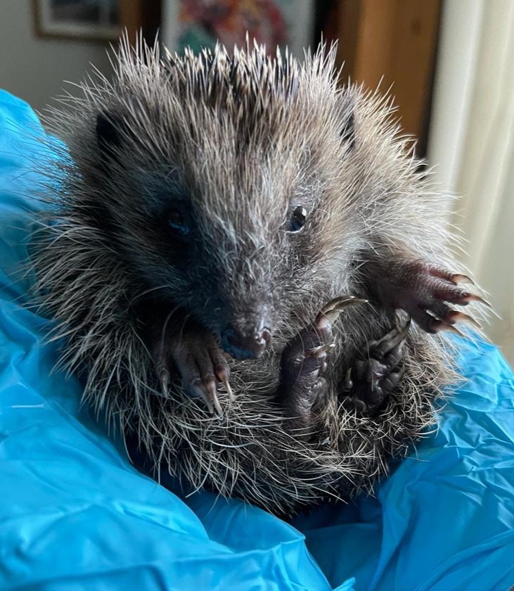 CaerphillyHog's tweet photo. Update: Prickles III was admitted on 8/11, 125g. She was very weak & close to death. Quick thinking by the finder likely saved her. She's bn treated for coccidia, capillaria, fluke & lungworm. She now weighs 347g and is looking stunning!
#hedgehog #wildlife #Prickles #Stunning https://t.co/g8bgbQYc97