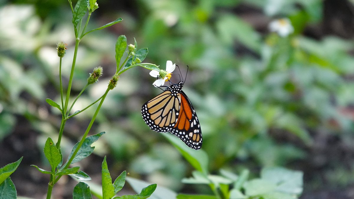 FlKeys_Birding's tweet photo. Monarchs are always in season in the Florida Keys🌴🦋 They start year round in our area, but definitely increase in fall and spring. Always having some giant milkweed on hand is a must just in case you get egg bombed! #Butterflies #monarchbutterfly #floridakeys https://t.co/LE2EfSphQ2