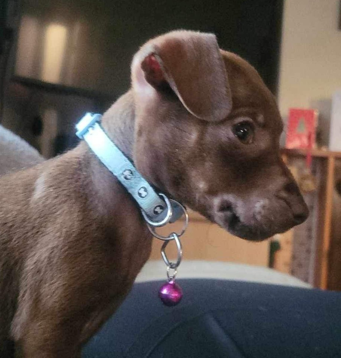 Minnie The Patterdale tweet media