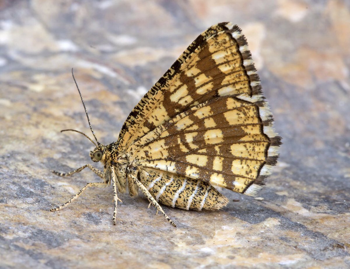Interesting paper from Thomas Merckx & colleagues showing that Latticed Heath moths have evolved increased heat tolerance in cities across Europe onlinelibrary.wiley.com/doi/full/10.11… 📷 @peter69077284
