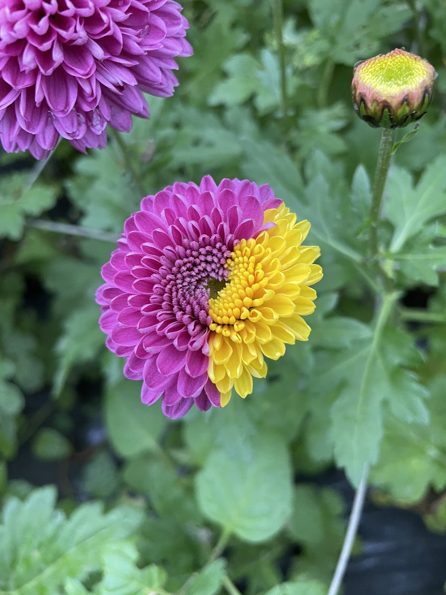 That’s not quite right…