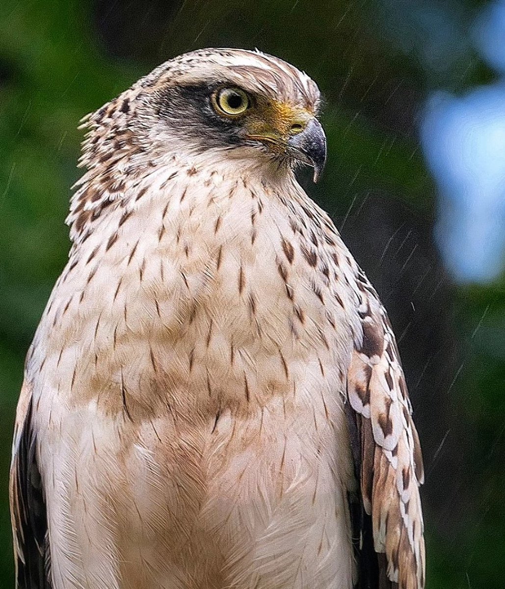 Changeable Hawk-Eagle 🖤

📍Mudhumalai 

Gears:-
Sony a9 
200-600mm lens

📸 @vishal.naveen_

TAGS :-
#vishalnaveen  #wildlifephotography #raptors #birdphotographers_of_india  #eagles #changeablehawkeagle #wildtamilnadu #wildlifetamilnadu