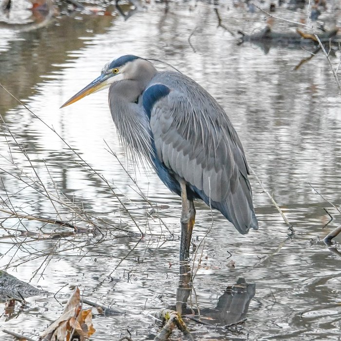A Blue Heron adding some color to an otherwise colorless morning while having a quiet moment at the Bog. Probably thinking about how great 2024 is going to be. #blueheron #BirdsSeenIn2024 #birdphotography