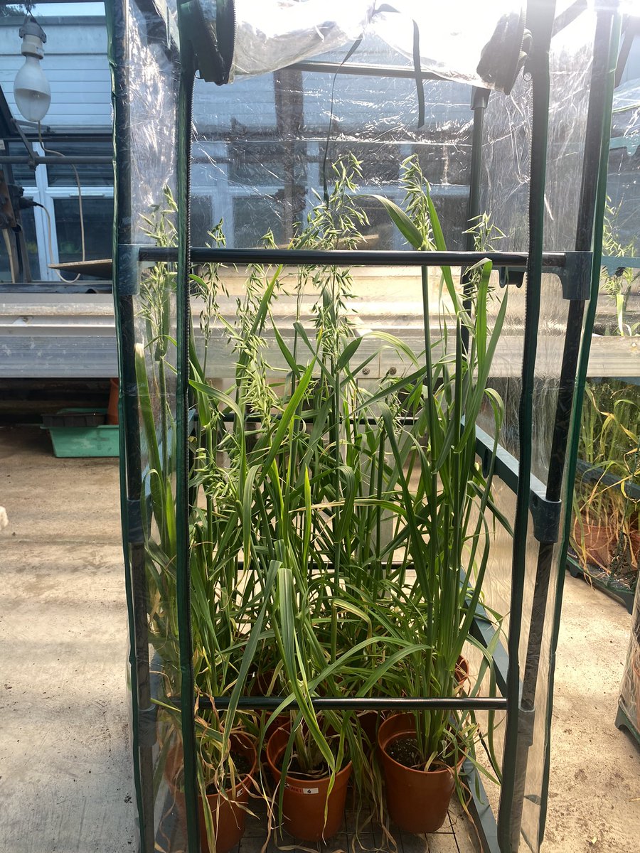 Happy and healthy oats… for now! 
A quick photo of my greenhouse oats prior to fusarium inoculation! 
I was originally hoping to have a second shelf in these little chambers but my oats had other ideas! 
<a href="/AFBI_NI/">AFBI</a> <a href="/mycotoxi/">Mycotox-I</a> <a href="/QUBelfast/">Queen's University Belfast 🎓</a>
