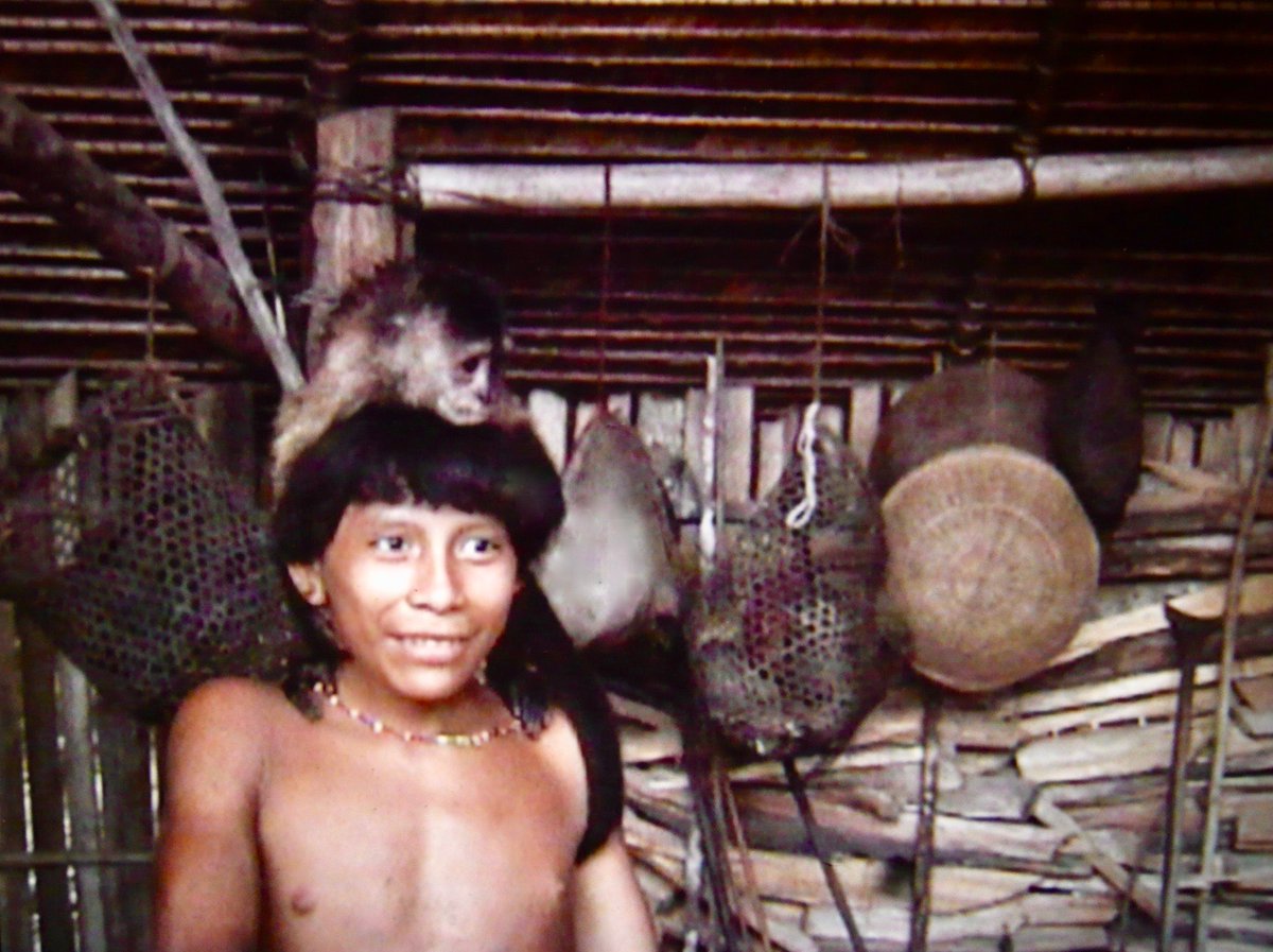 ScarpullaA's tweet photo. The Amazon Rainforest, Indigenous Peoples & Wildlife in Peril!
Short films by Barbara Crane Navarro
« Yanomami boy’s surprise friend in the jungle!»
38 seconds of Magic!
#ProtectNature!
☠️🛑#STOP buying #GOLD!💀💰
#BoycottGOLD4Yanomami!
#Boycott4Wildlife! https://t.co/JW9LDy98eG https://t.co/WVHdnMpql5