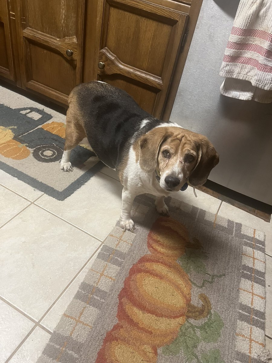 Our newest beagle we got on NYE. Say Hello to Bonnie. She is the 12 yo daughter of Charlie. She’s the newest resident of the ranch. She’s overweight, but we can fix that. She’s a little beagle deaf. She’s going to do just fine.  #beagle #beaglefacts #beaglesoftwitter