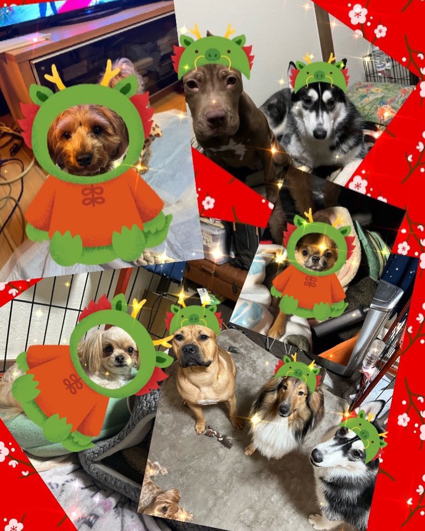 uk4wq3's tweet photo. ॱ���*❅HAPPY NEW YEAR❅*॰ॱ

 #犬のいる生活 
 #ハッピーニューイヤー2024 
  #犬好きさんと繋がりたい https://t.co/9Ttt8bRnzu