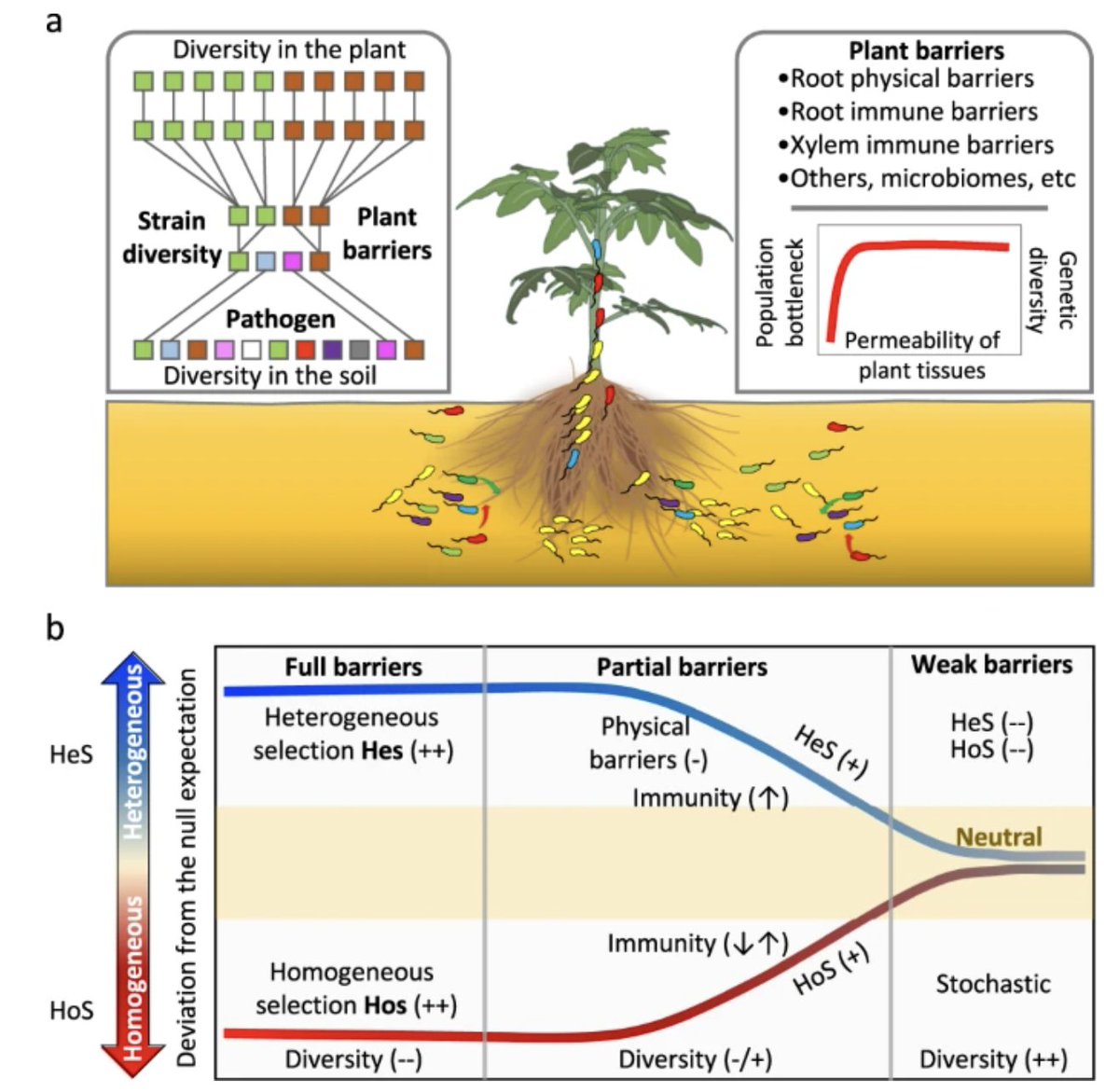 Happy New Year 🎆 Our first paper of 2024 is online now -> Effects of plant tissue permeability on pathogen population bottlenecks -> Just out in @NatureComms doi.org/10.1038/s41467… @PSUPlantScience @PSUmBiome @huckinstitutes @agsciences