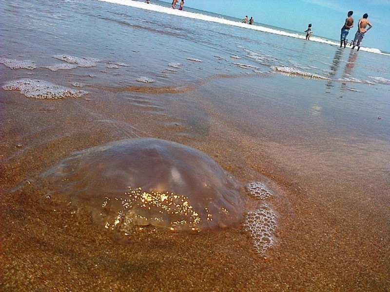 cirujana_yo's tweet photo. Son animales que carecen de cerebro y corazón, su sistema nervioso es increíblemente elemental, su existencia es prácticamente inútil y suelen dañar al solo rozar a una persona.  
Lo otro es una medusa de mar. https://t.co/dHVPCagrSk