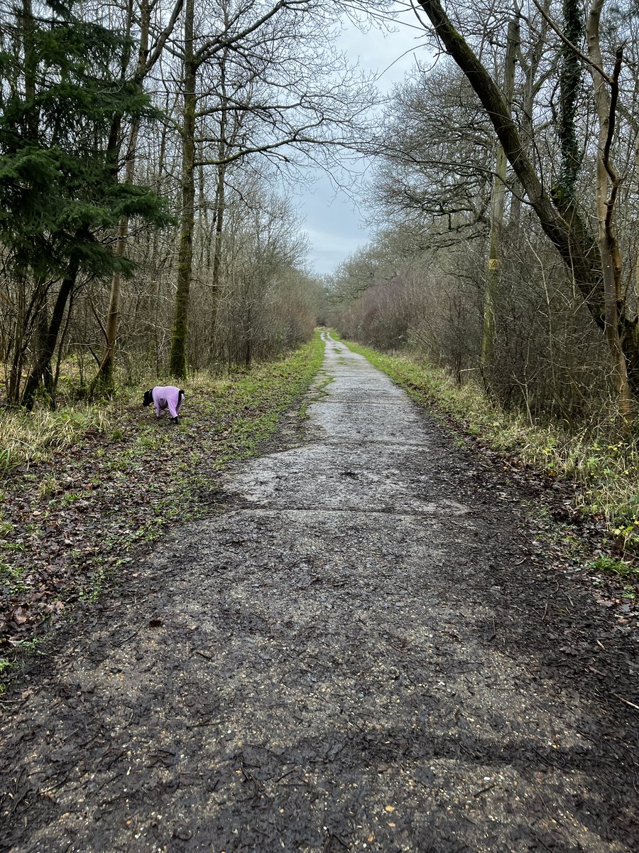 Lovely long walk in her pink waterproof onesie! #dogwalks