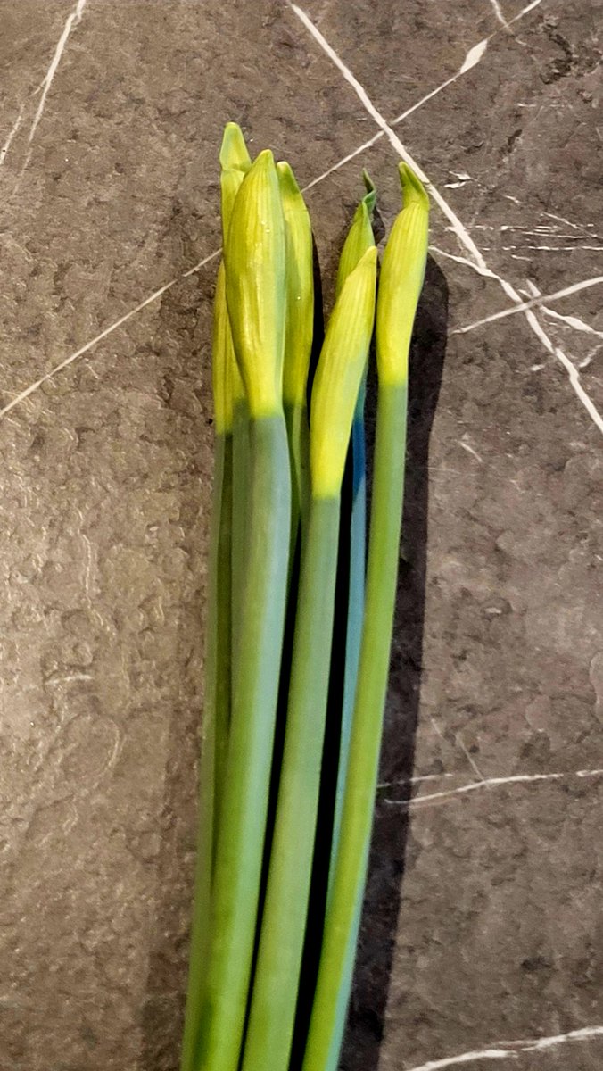 SarahBeddow1's tweet photo. A day of two halves: Christmas tree down and out (although many a needle to sweep up) and first daffs of the year bought! Happy New Year! https://t.co/t8oy7DN503