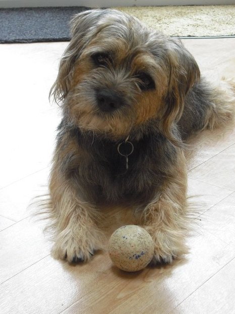 19 Years ago today.  Happy Gotcha Day Barney.  Still our shining star🌈💫💖💫🌈