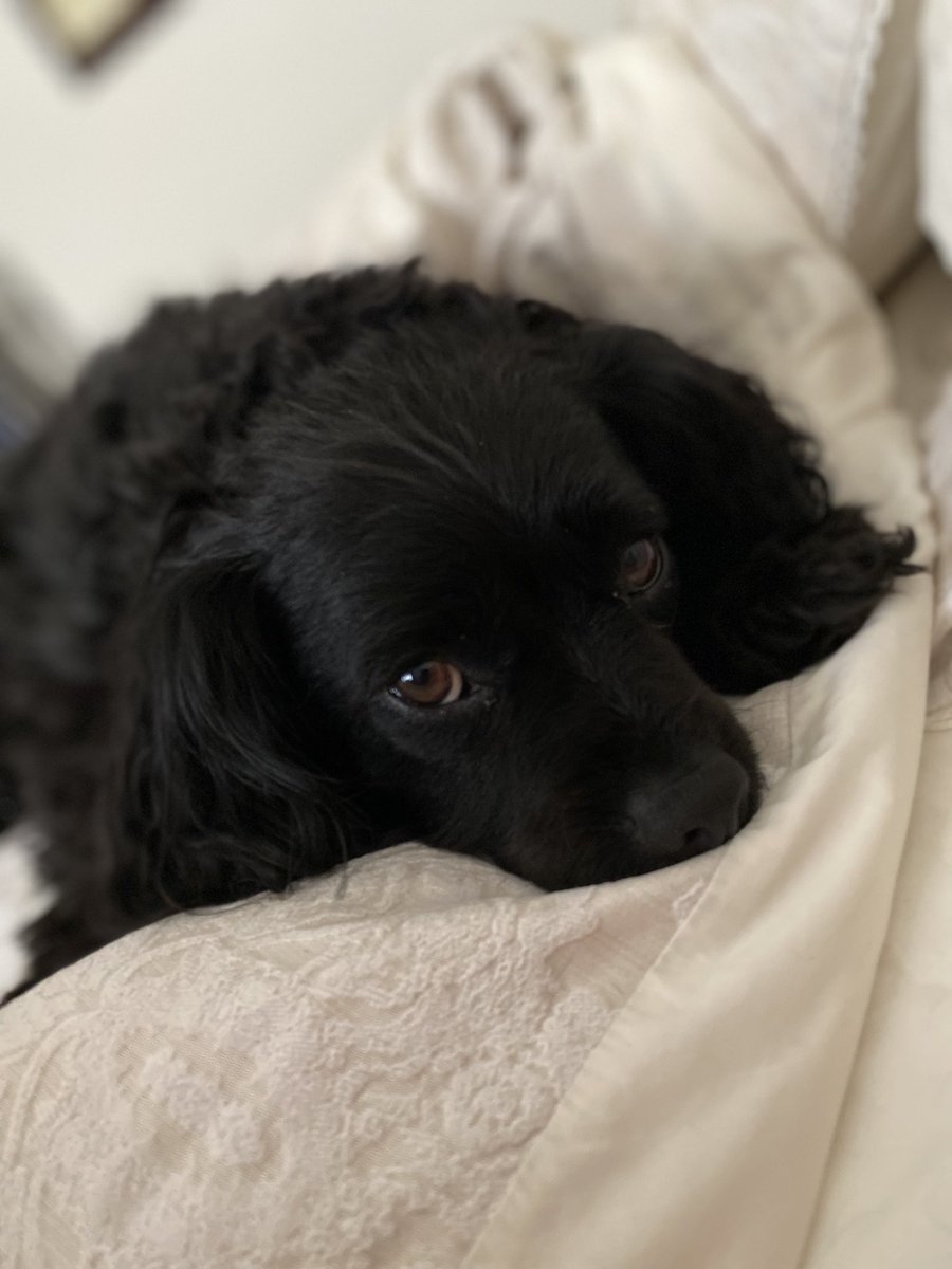 sam_cullum's tweet photo. @TweeetsOfDogs my rescue. Dumped at six weeks as ‘the runt of the litter and unable to sell’. Fell instantly in love with her sweet face. Rescue told me she was a Cockerpoo, turns out she’s a cocker/chihuahua cross. Love of my life. https://t.co/qYKYdNLI12
