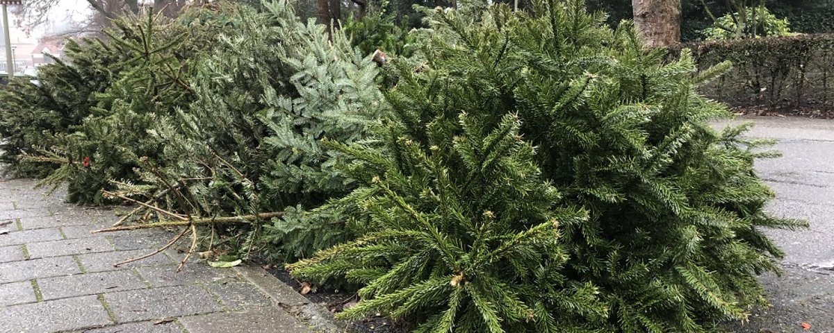Vanaf 8 januari starten we met het ophalen van de kerstbomen🌲. We komen overal 1x langs. Wanneer kun je zien in de afvalkalender 🗓 op gad.nl en in de app. Leg de boom op de dag dat we langs komen voor 07.30uur op de hoek van de straat.⏰