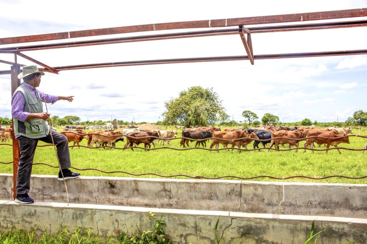 HHichilema's tweet photo. Beef production is a rewarding business. Spent today checking on the cattle at our Southern Province ranches, that we’ve operated for over 20 years.
It’s gratifying to lead a country of hardworking citizens doing their part in creating wealth &amp; jobs. 🇿🇲
#Kachema #FarmingIsLife https://t.co/nYEzUI12XU