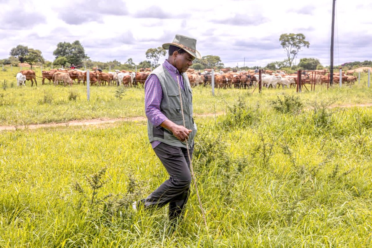 HHichilema's tweet photo. Beef production is a rewarding business. Spent today checking on the cattle at our Southern Province ranches, that we’ve operated for over 20 years.
It’s gratifying to lead a country of hardworking citizens doing their part in creating wealth &amp; jobs. 🇿🇲
#Kachema #FarmingIsLife https://t.co/nYEzUI12XU