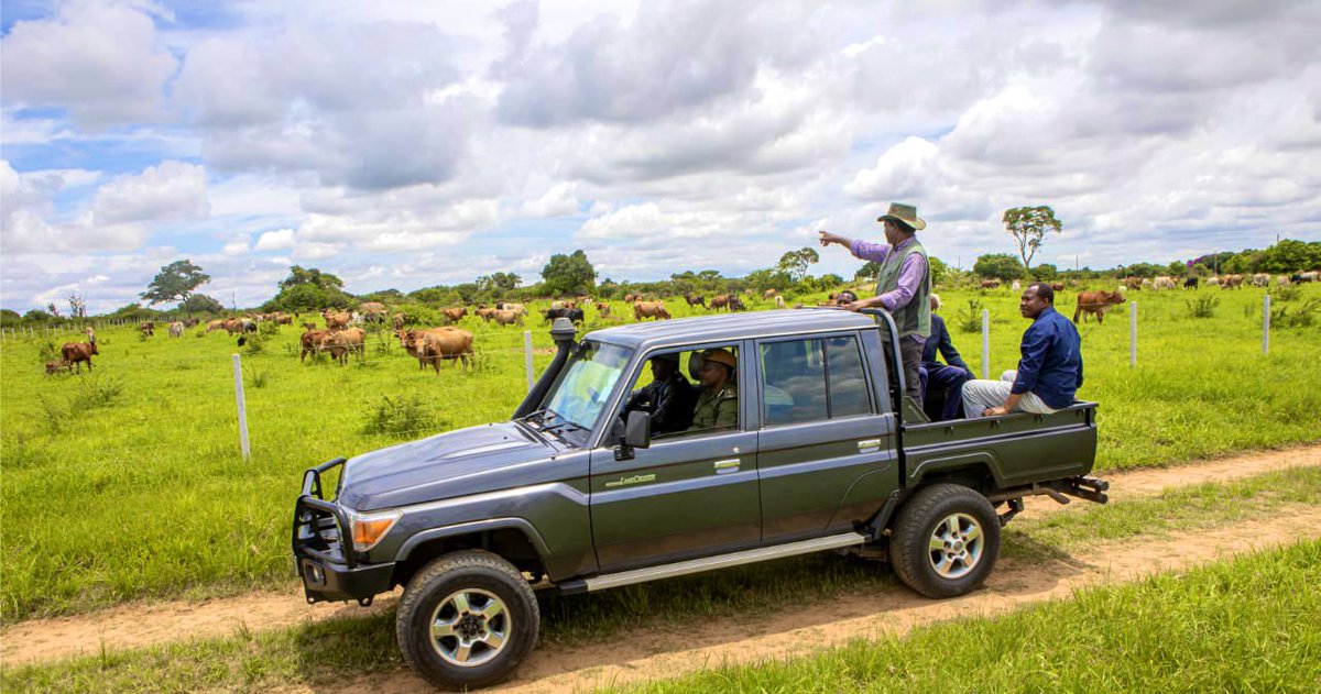 HHichilema's tweet photo. Beef production is a rewarding business. Spent today checking on the cattle at our Southern Province ranches, that we’ve operated for over 20 years.
It’s gratifying to lead a country of hardworking citizens doing their part in creating wealth &amp; jobs. 🇿🇲
#Kachema #FarmingIsLife https://t.co/nYEzUI12XU