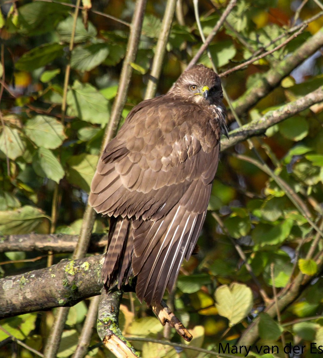 maryvanderes's tweet photo. #BirdsSeenIn2024
A #Buizerd #Buteo_buteo #Common_Buzzard in the #Biesbosch in the #Netherlands . https://t.co/kSFzq0Dnex
