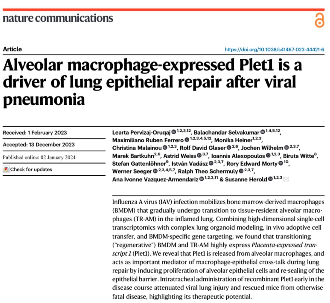🚨 PAPER ALERT 🚨 

We are delighted to announce that our most recent paper on “Alveolar macrophage-expressed Plet1 is a driver of lung epithelial repair after viral pneumonia” is out now in Nature Communications: rdcu.be/duX3c

Congratulations to everyone involved 🎉