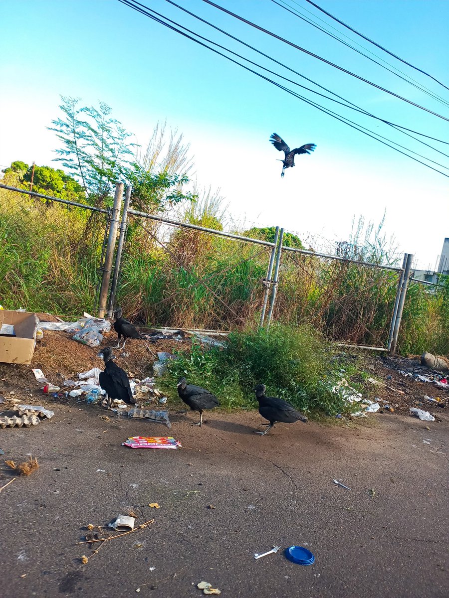 Jesniethr1's tweet photo. Ya vamos por el #2024 y #CiudadBolívar sigue en la inmundicia... https://t.co/7FA3HU7xhd