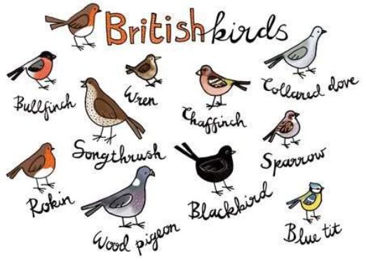 Join Manx Ornithological Society for their '24 for 24' event, a birding event for children and young people, this Thursday in Peel  (meeting behind the old Kipper House at 10am).