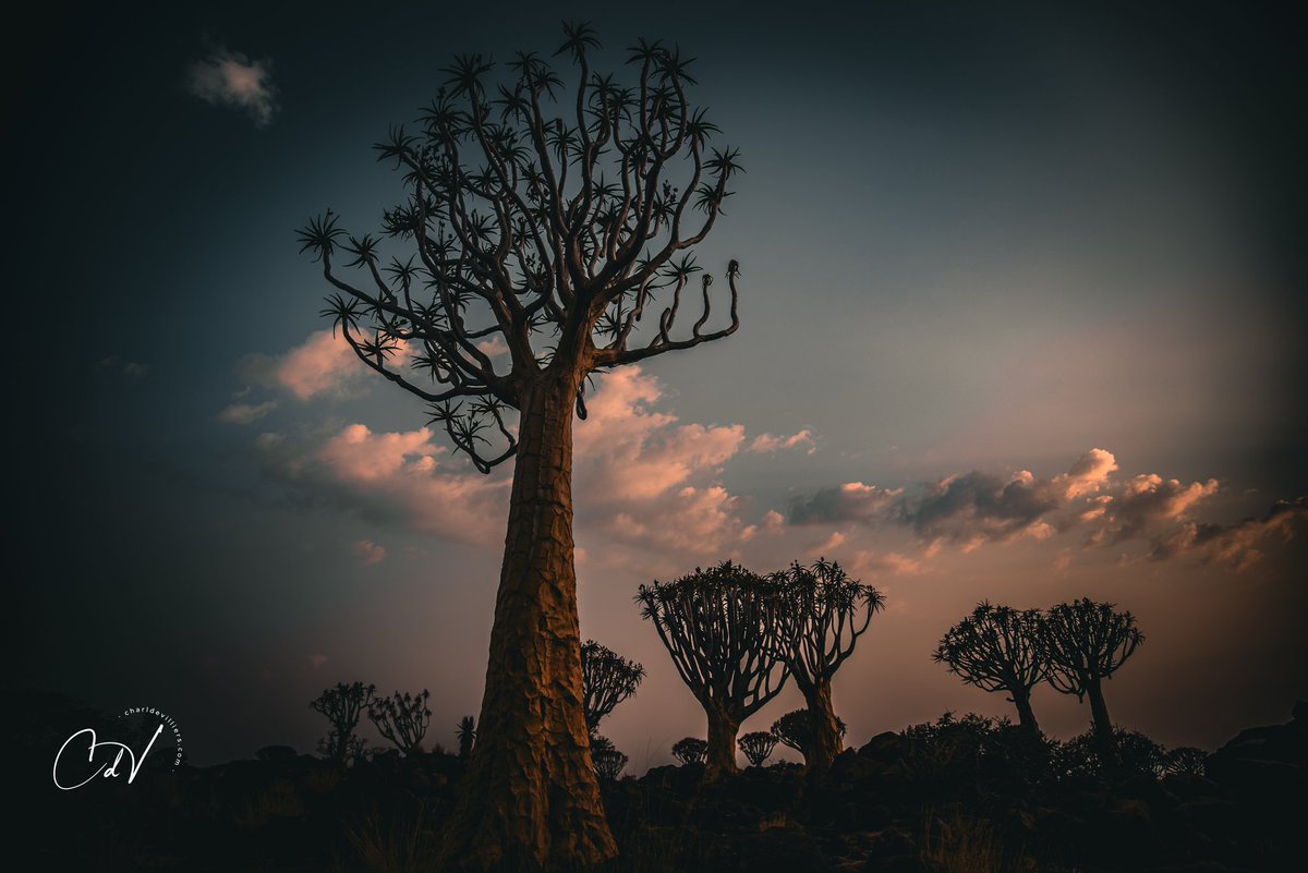 CEOMycomax's tweet image. @CEOMycomax