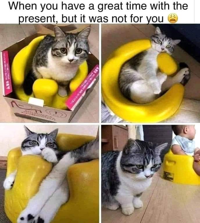 mildredcrazycat's tweet photo. Happy New.Year!!! 🤣😺😺 #CatsOnTwitter #CatsOnX https://t.co/DQBSAHF0hB