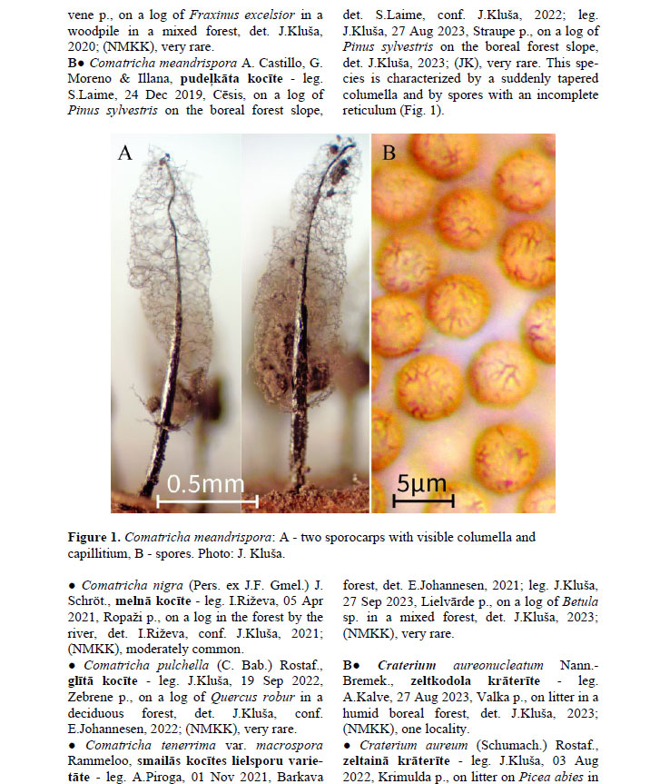 Julita Kluša tweet media