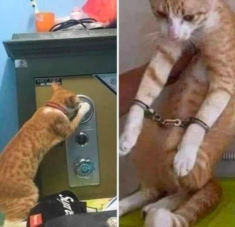 ConCatenbao's tweet photo. @catshouldnt No. His brother. https://t.co/ODg8nqktRm