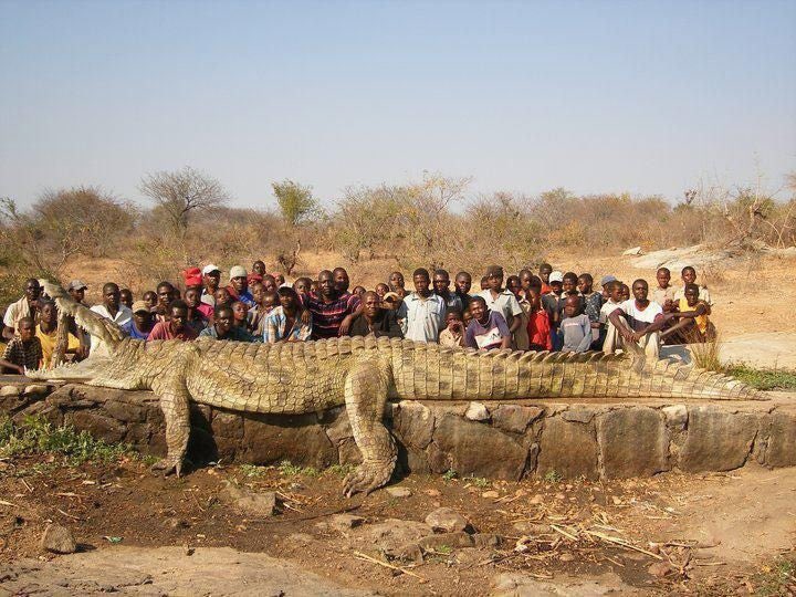 The people in a village on the Niger River in Africa were losing fellow villagers at such a rapid rate that they had to call in the Army to hunt down the culprit: a 22-foot, 2,500-pound crocodile.