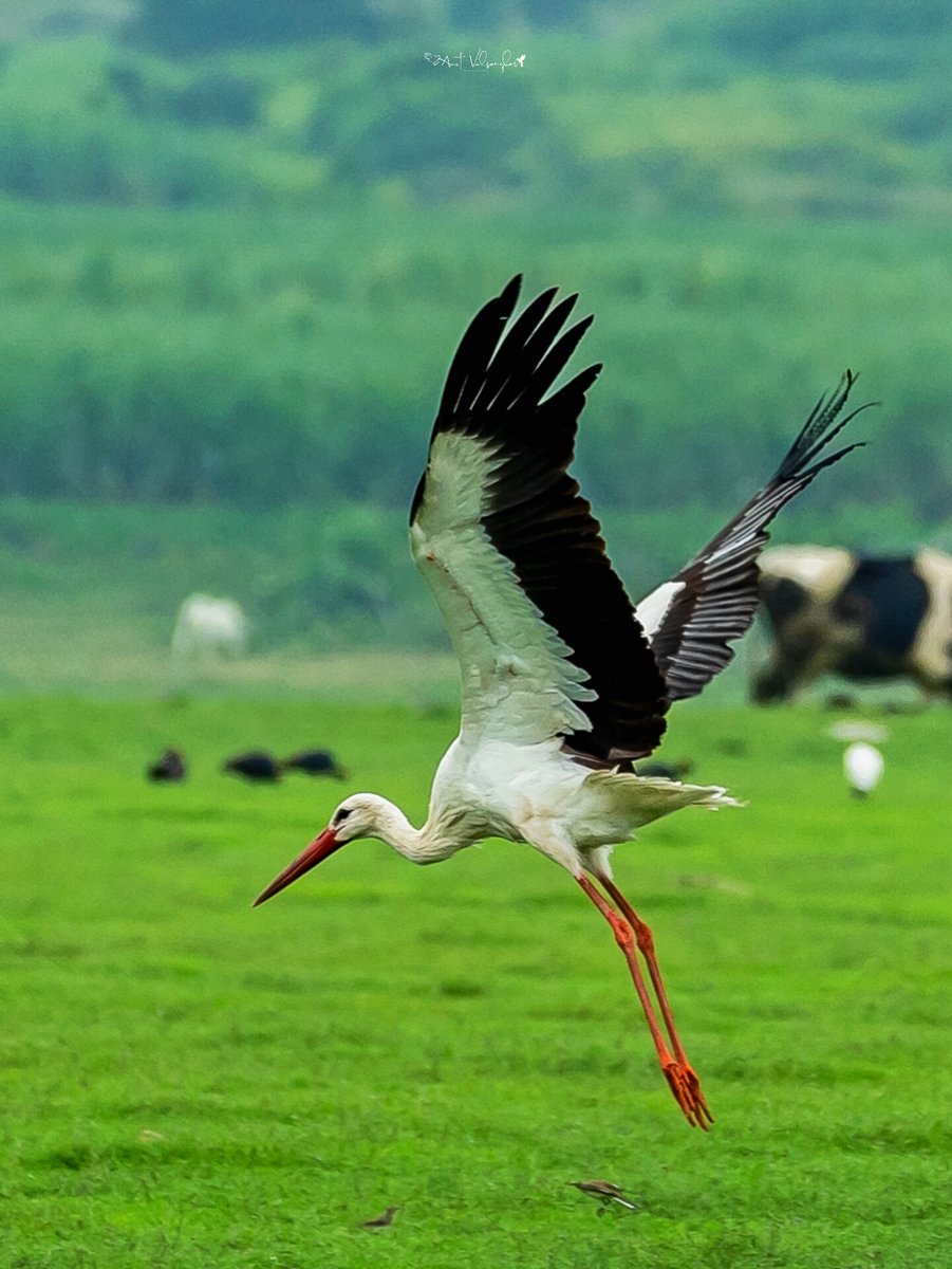 White stork
#canonphotography #stork #birds @IndiAves #birdphotography  #canonindiaofficial #canonasia #naturephotography #wildlifephotography #thegrasslandstrustindia #storks #whitestork #canon #natgeoyourshot  #birding #naturelovers #natgeoindia  #canonphotos @ThePhotoHour